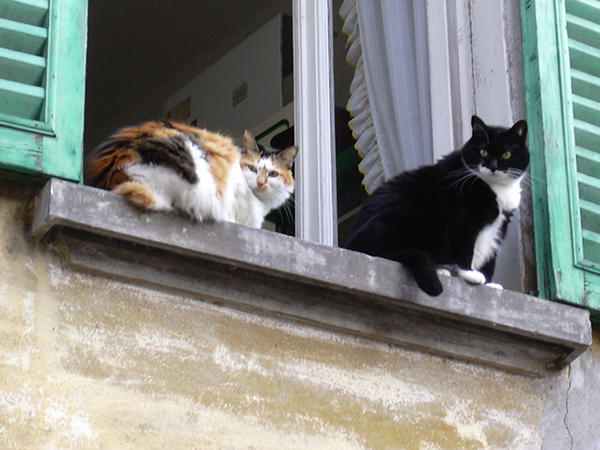 Gatinho em Varanda