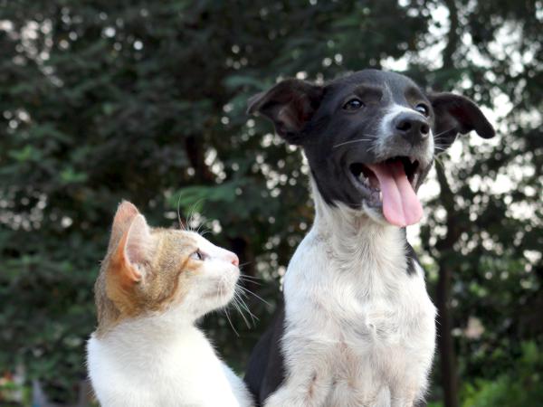 Animais a passear sozinhos