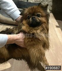 Cão EncontradoAnúncio N.º 190687