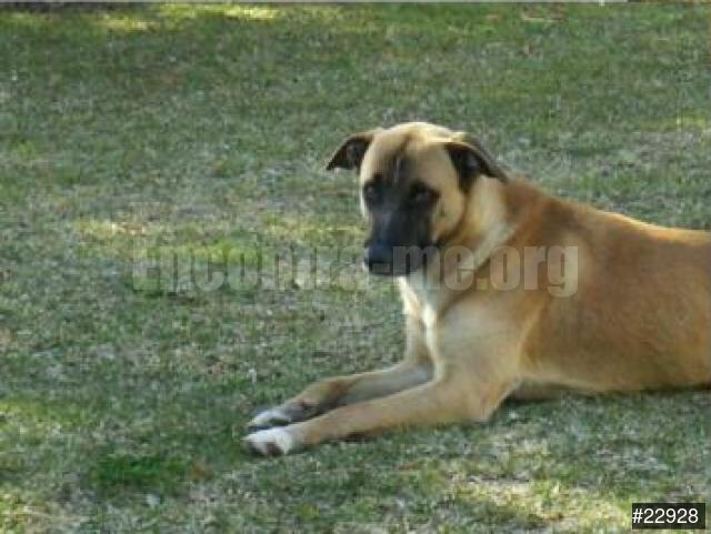 Conheça o Pastor de Kangal